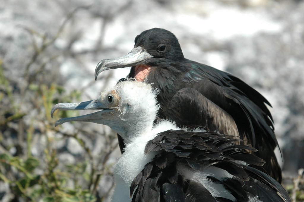 Frigatebird, Great, 2004-11045687.JPG - Great Frigatebird, Galapagos, 2004